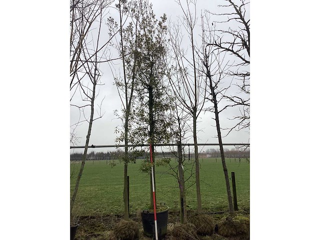 Steeneik - vormboom - afbeelding 2 van  3