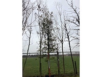 Steeneik - vormboom - afbeelding 3 van  3