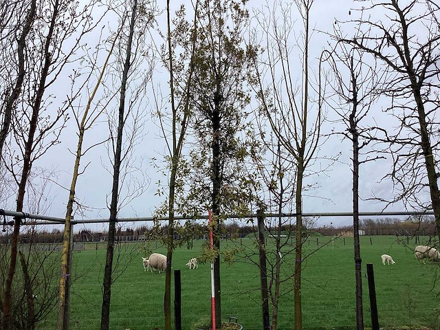 Steeneik - vormboom - afbeelding 1 van  2