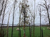 Steeneik - vormboom - afbeelding 1 van  2