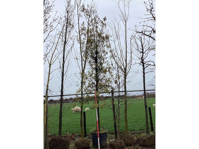 Steeneik - vormboom - afbeelding 2 van  2