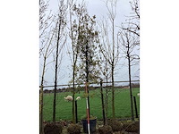 Steeneik - vormboom - afbeelding 2 van  2