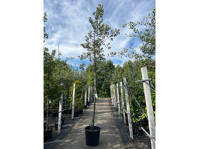 Steeneik, quercus ilex, hoogstam, wintergroen, ca. 3.5 m hoog - afbeelding 1 van  1
