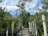 Steeneik, quercus ilex, hoogstam, wintergroen, ca. 3.5 m hoog