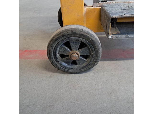 Stenenknipper, geel - afbeelding 9 van  9