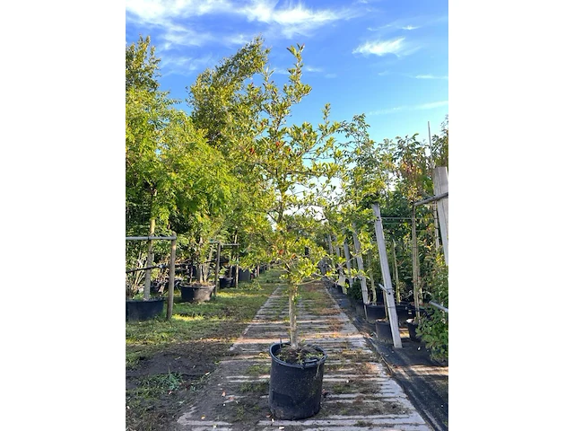 Stermagnolia, magnolia stellata, solitair, ca. 200-225 cm hoog - afbeelding 1 van  2