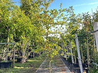 Stermagnolia, magnolia stellata, solitair, ca. 200-225 cm hoog