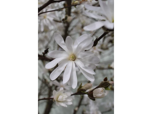 Stermagnolia, magnolia stellata, solitair, ca. 200-225 cm hoog - afbeelding 2 van  2