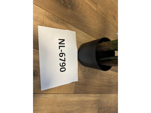 Strelititzia kunstplant (160cm hoog) - afbeelding 3 van  11