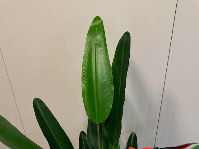 Strelitzia kunstplant (160cm hoog) (2x) - afbeelding 4 van  4