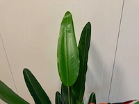 Strelitzia kunstplant (160cm hoog) (2x) - afbeelding 4 van  4