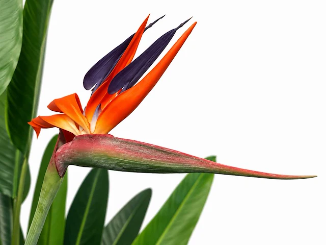 Strelitzia kunstplant (160cm hoog) - afbeelding 3 van  4