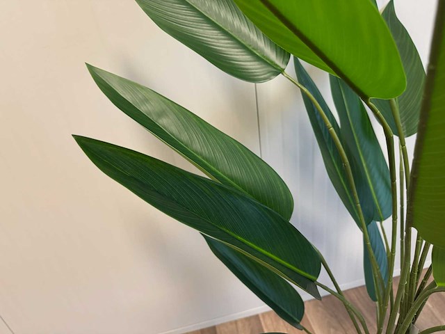 Strelitzia kunstplant (175cm hoog) - afbeelding 14 van  14