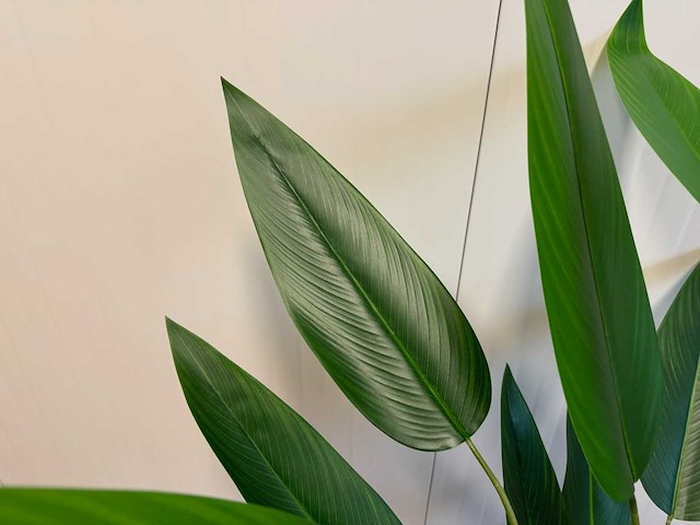 Strelitzia kunstplant (175cm hoog) - afbeelding 2 van  4