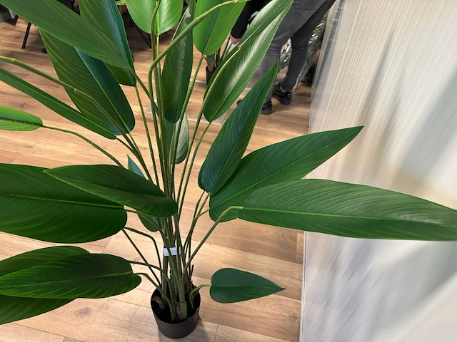 Strelitzia kunstplant (175cm hoog) - afbeelding 10 van  14