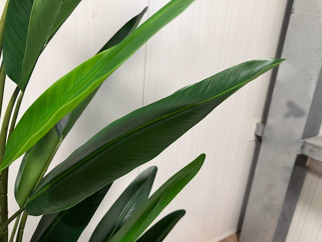 Strelitzia kunstplant (210cm hoog) - afbeelding 2 van  17
