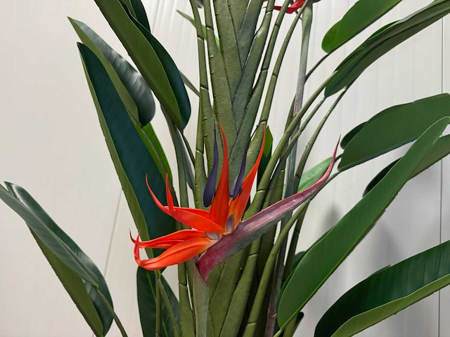 Strelitzia kunstplant (210cm hoog) - afbeelding 15 van  17