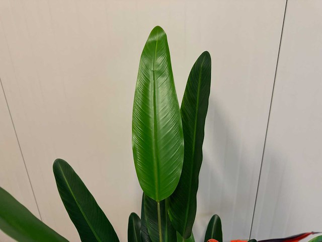 Strelitzia kunstplant (2x) (160cm hoog) - afbeelding 9 van  11
