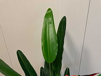 Strelitzia kunstplant (2x) (160cm hoog) - afbeelding 9 van  11