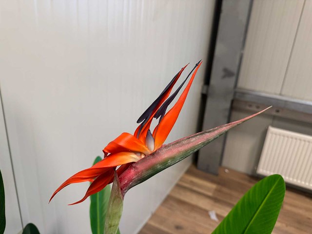 Strelitzia kunstplant (2x) (160cm hoog) - afbeelding 11 van  11