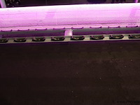 Sygnum dumbbellrek type gym80 - 294x50x74cm - afbeelding 4 van  6