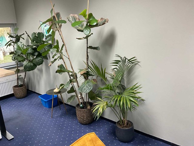 Tafel met 8 stoelen - afbeelding 6 van  7