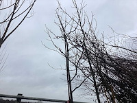 Tamme kastanje - sierbomen - afbeelding 1 van  3