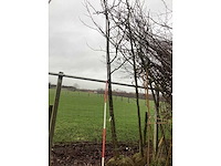 Tamme kastanje - sierbomen - afbeelding 2 van  3