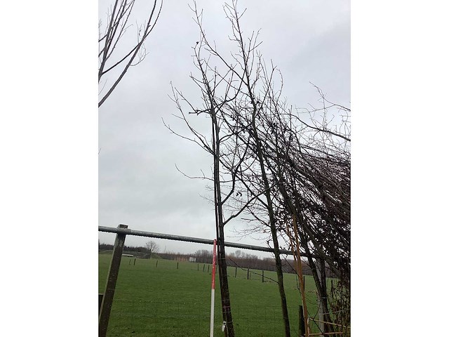 Tamme kastanje - sierbomen - afbeelding 3 van  3