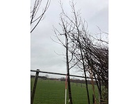 Tamme kastanje - sierbomen - afbeelding 3 van  3