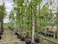Tamme kastanje - vrucht- / fruitboom - afbeelding 1 van  3