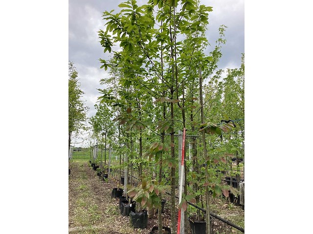 Tamme kastanje - vrucht- / fruitboom - afbeelding 2 van  3