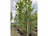 Tamme kastanje - vrucht- / fruitboom - afbeelding 2 van  3