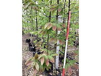 Tamme kastanje - vrucht- / fruitboom - afbeelding 3 van  3