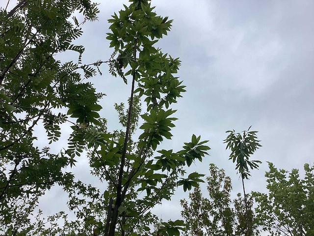 Tamme kastanje - vrucht- / fruitboom - afbeelding 1 van  2