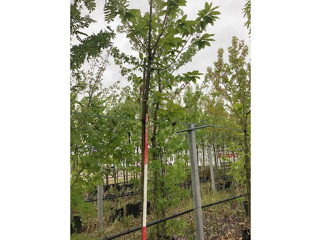 Tamme kastanje - vrucht- / fruitboom - afbeelding 2 van  2
