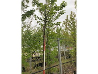 Tamme kastanje - vrucht- / fruitboom - afbeelding 2 van  2