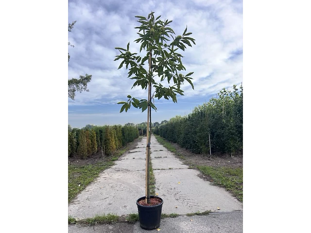 Tamme kastanje, castanea sativa, vruchtboom, vruchtdragend, ca. 3 m hoog - afbeelding 1 van  1