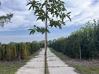 Tamme kastanje, castanea sativa, vruchtboom, vruchtdragend, ca. 3 m hoog