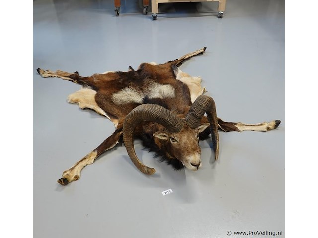 Taxidermie moeflon hoofd met huid en poten - afbeelding 1 van  5