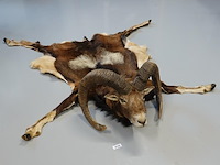 Taxidermie moeflon hoofd met huid en poten - afbeelding 1 van  5