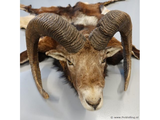 Taxidermie moeflon hoofd met huid en poten - afbeelding 2 van  5
