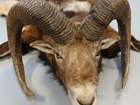 Taxidermie moeflon hoofd met huid en poten - afbeelding 2 van  5