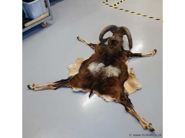 Taxidermie moeflon hoofd met huid en poten - afbeelding 4 van  5