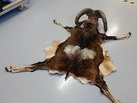 Taxidermie moeflon hoofd met huid en poten - afbeelding 4 van  5