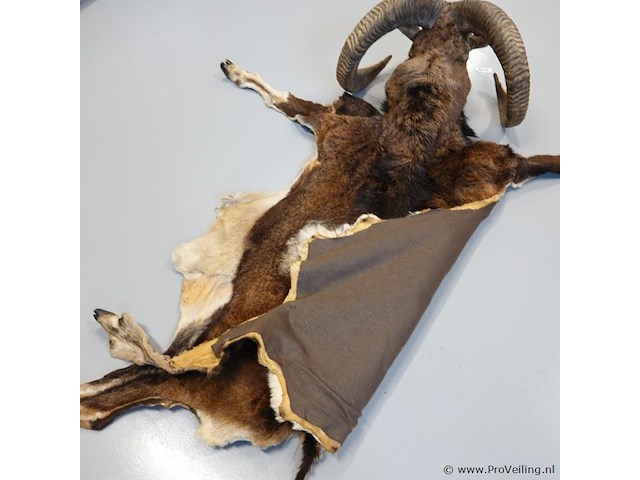Taxidermie moeflon hoofd met huid en poten - afbeelding 5 van  5
