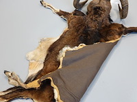 Taxidermie moeflon hoofd met huid en poten - afbeelding 5 van  5