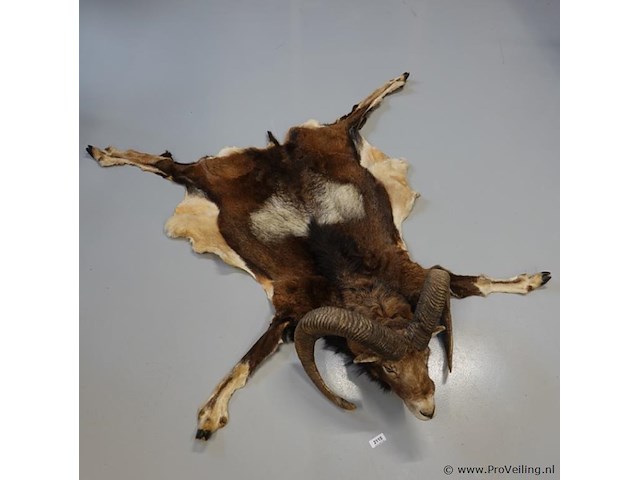 Taxidermie moeflon hoofd met huid en poten - afbeelding 3 van  5