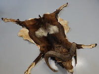 Taxidermie moeflon hoofd met huid en poten - afbeelding 3 van  5