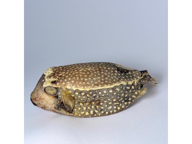 Taxidermy japanse blowfish - doku fugu - afbeelding 1 van  5